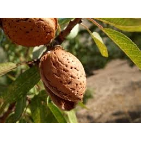 Prunus Amygdalus Almond, Badam Seeds (1kg)